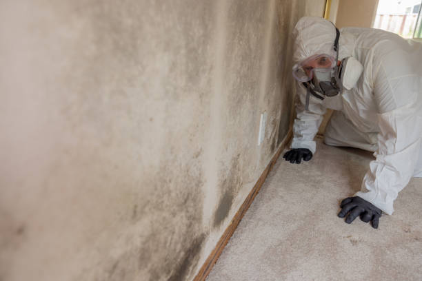 Why You Should Choose Our Mold Remediation Services in Souderton, PA